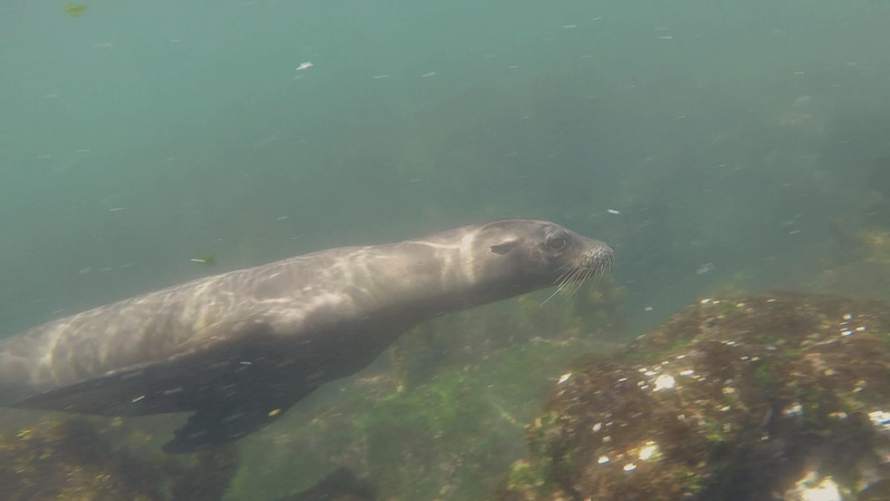 A Sea Lion swimming past the camera, photo courtesy of 'MS'