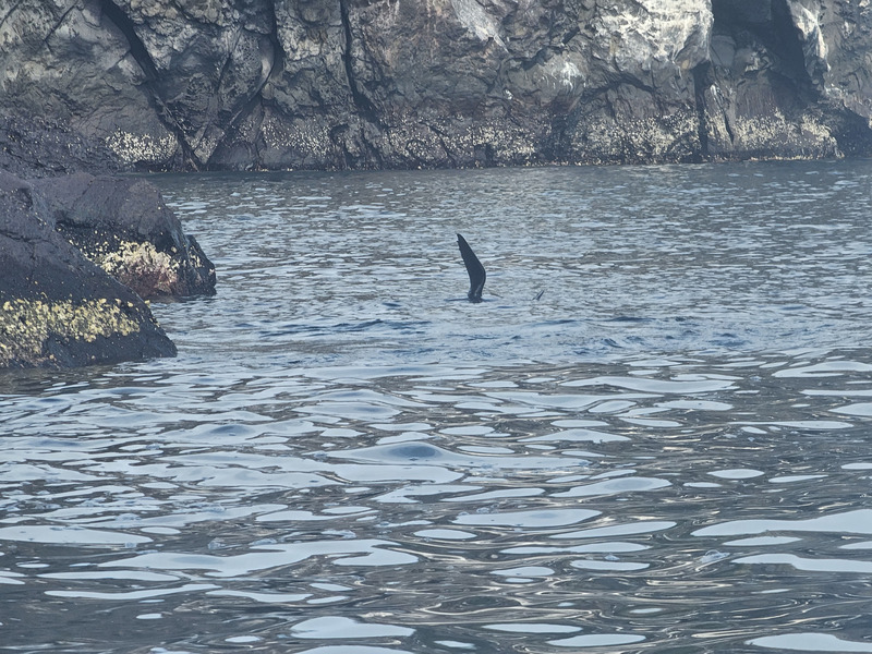 The fin of a fur seal poking above the water