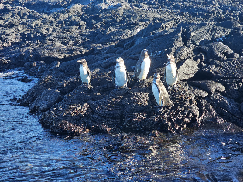 5 Galápagos penguins on lava rocks