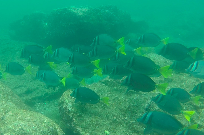 Fish underwater while snorkeling, photo courtesy of 'MS'