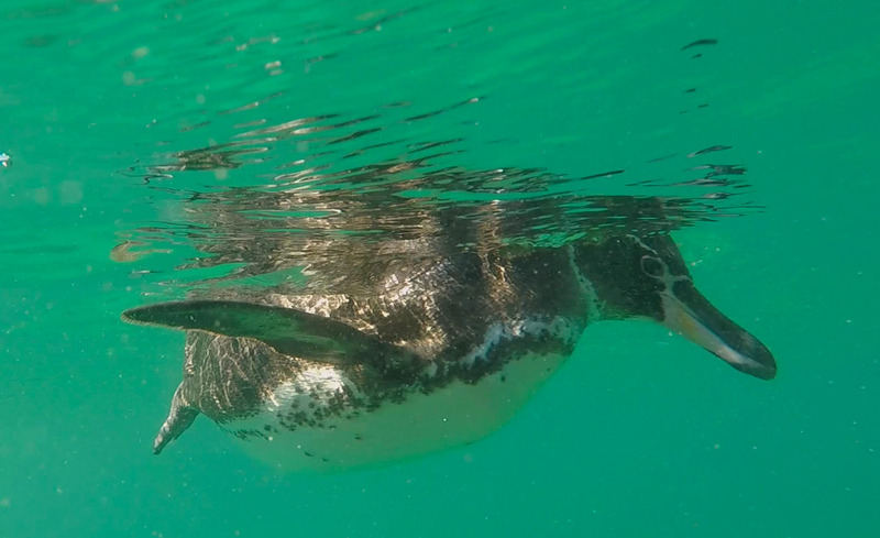 A Galapagos Penguin floating at the surface of the ocean, photo courtesy of 'MS'