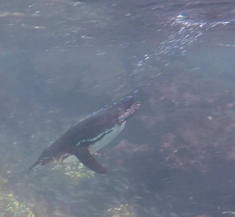 A Galapagos Penguin diving underwater, photo courtesy of 'MS'