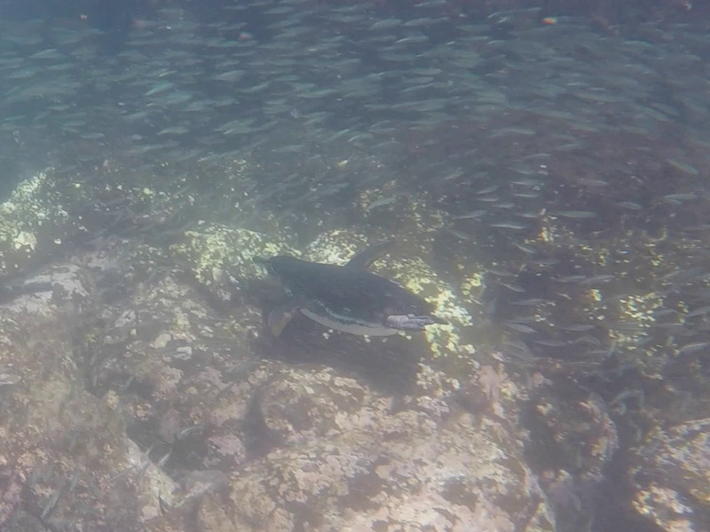 A Galapagos Penguin diving underwater surrounded by fish, photo courtesy of 'MS'