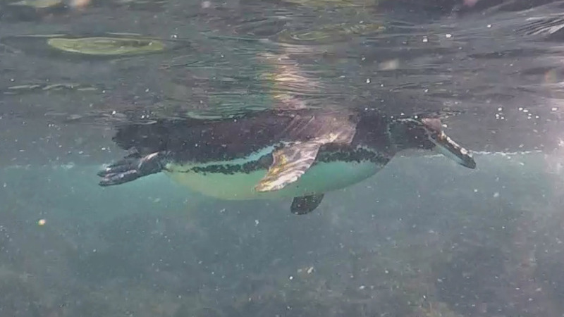 A Galapagos Penguin floating at the surface of the ocean, photo courtesy of 'MS'