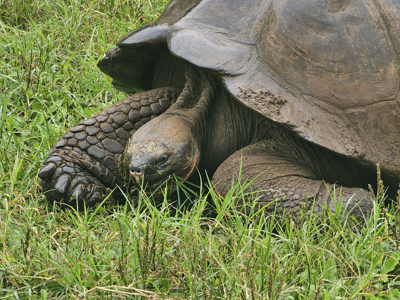 Male giant tortoise on Santa Cruz