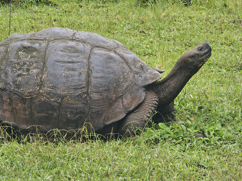 Giant tortoise stretching its neck upwards