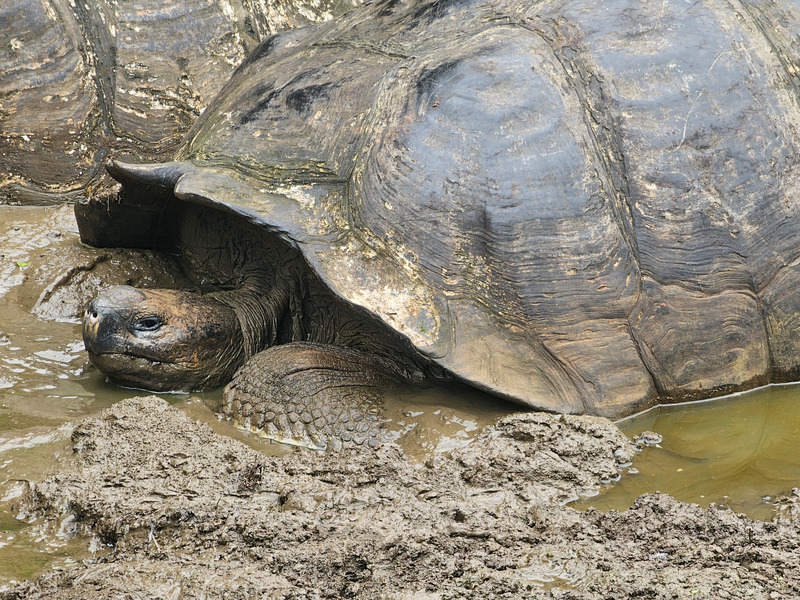 Giant tortoise relaxing in a mud wallow