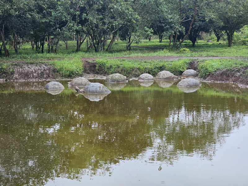 Many tortoises in a pond on Santa Cruz