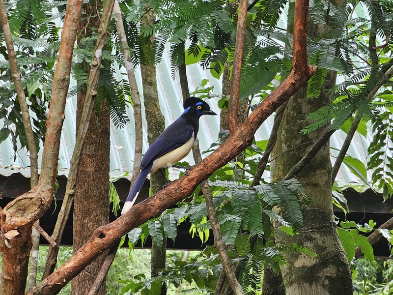 Plush-crested jay