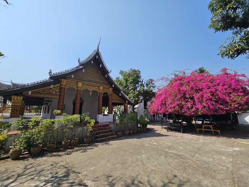 Temple courtyard with bougainvillea in Luang Prabang