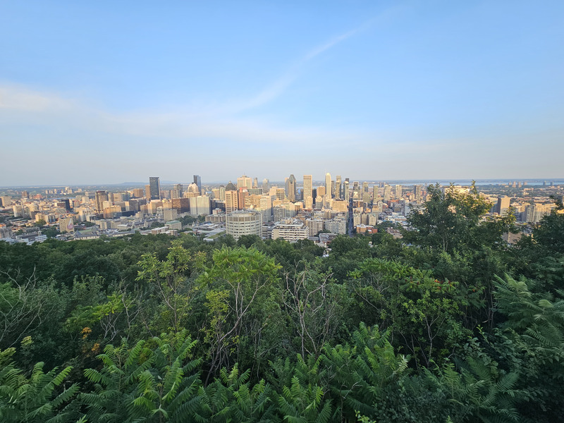 Montreal's downtown towers in warm evening light, seen above the green trees on Mount Royal.